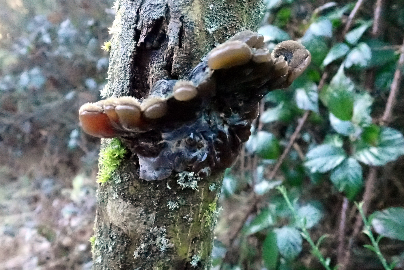 Photo by Penny Cullington Auricularia mesenterica by Penny Cullington